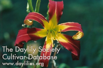 Daylily Red Ribbons
